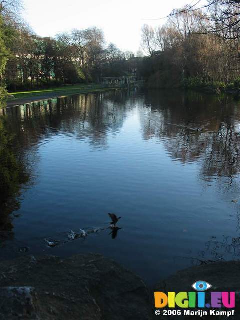 15795 St Stephens Green duck taking off